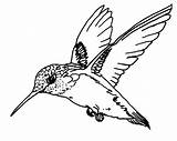 Adult Coloring Pages Animals Hummingbird sketch template