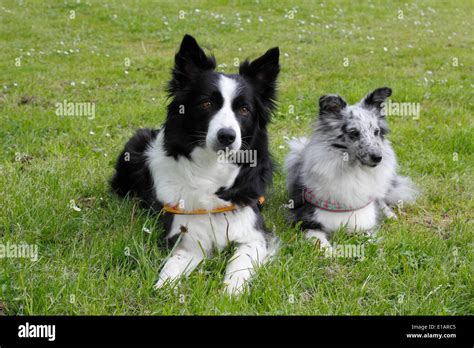 Shetland Sheepdog Vs Border Collie: Key Differences, 48% OFF