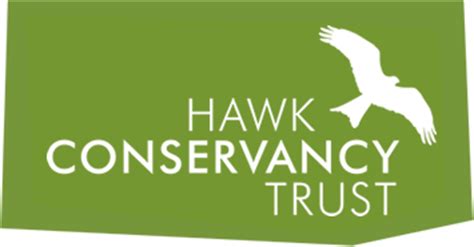 Wildlife day out in Hampshire, birds of prey conservation at the Hawk ...