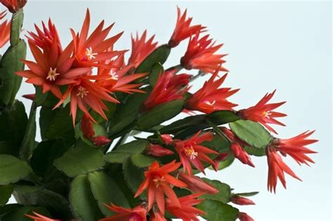 Types of Christmas Cactus Plants (Varieties and Colors) - Jacobs Christmas