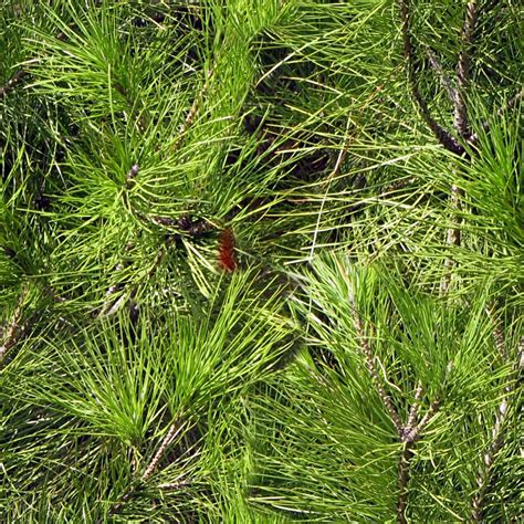 Long Needle Pine Tree Free Stock Photo - Public Domain Pictures