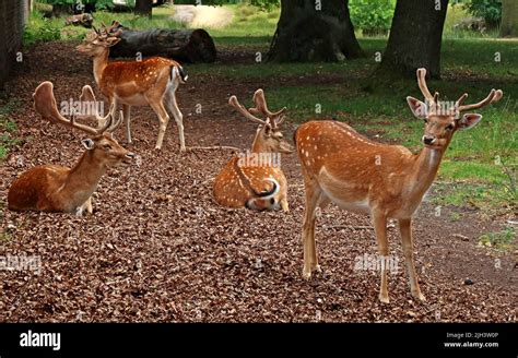 Deer at Dunham Massey NT hall & gardens, Altrincham, Cheshire, England, UK, WA14 4SJ Stock Photo ...