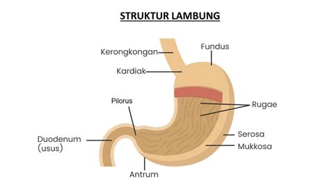 sebutkan dan jelaskan bagian bagian dari lambung b...