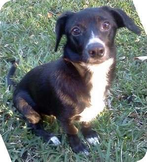 Mitz#4F | Adopted Puppy | Mitz#4F | Orlando, FL | Rat Terrier/Dachshund Mix