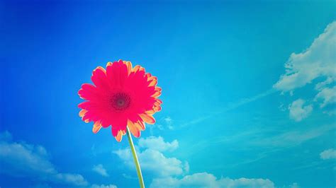 Download Pink Flower Sunshine Stem Daisy Flower Nature Gerbera HD Wallpaper