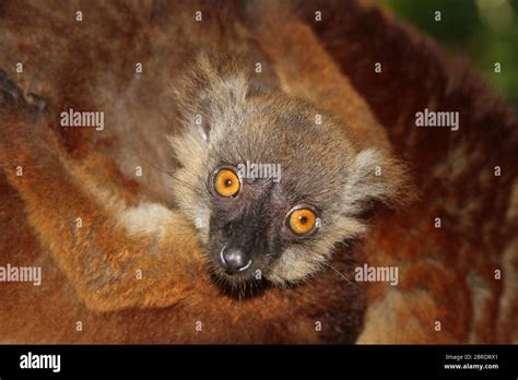 Baby black lemur on mother's back, (Eulemur macaco), Nosy Komba Island ...