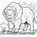 Musk Ox Coloring Pages  Free & Printable sketch template