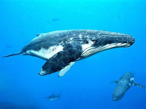 Baleine à bosse