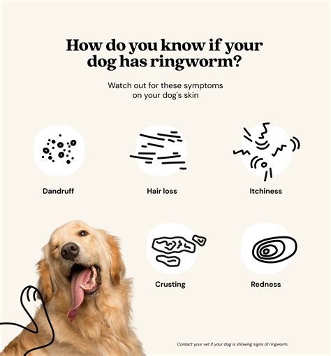 Ringworm in dogs: symptoms and treatment