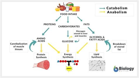 Catabolism-and-Anabolism-diagram | Sally Pattison