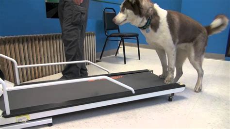 How to Train a Dog To Walk or Run On A Treadmill | Tyler Muto Dogmanship - YouTube