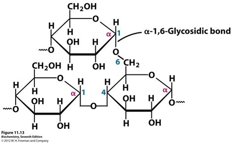 Glycogen | Bioquimica, Biologia