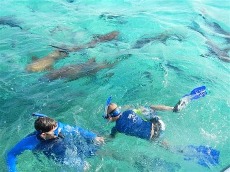 Harvest Caye Laughing Bird Caye National Park Snorkeling Excursion - Harvest Caye Excursions