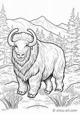 Musk Ox Coloring Page For Kids » Free Download Artus Art sketch template
