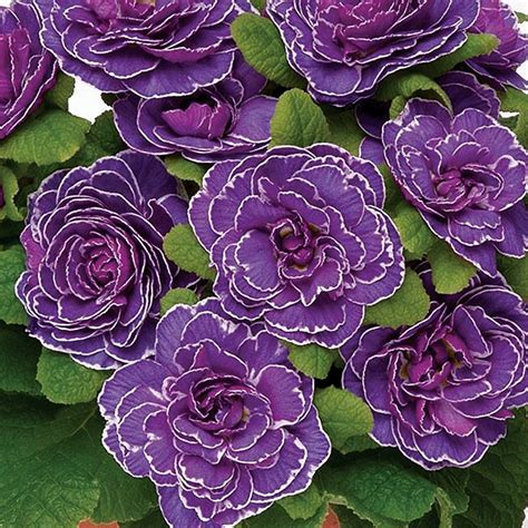 Primula Belarina® Amethyst Ice | Primula, Flowers for sale, Perennials