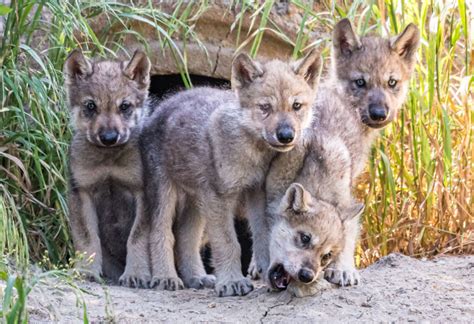 Wolf Pups Emerge From Den at Oakland Zoo to Begin Goodwill Mission | KQED