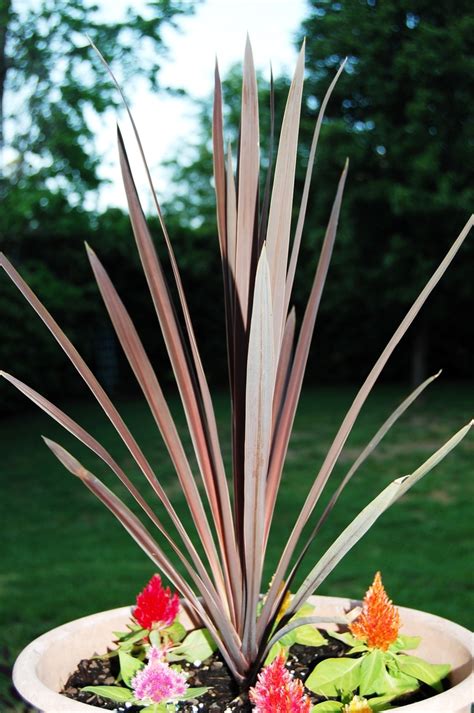 Cordyline australis 'Red Star' | Red Star Cordyline | Shades of Green Inc.