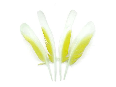 Cockatoo Feathers 4 Pieces White and Yellow Sulphur-crested - Etsy