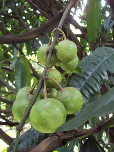 Gamboge Fruit Tree (garcinia xanthochymus) – Urban Tropicals