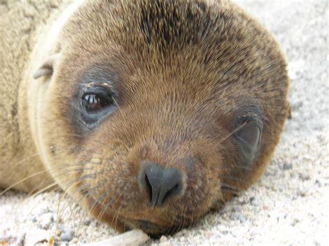 Galapagos 2-1-04 North Seymour Baby Sea Lion Close Up