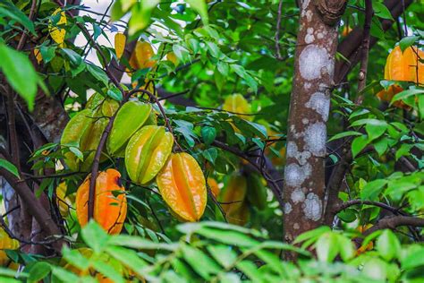 How to Succeed at Growing Starfruit Trees in Your Backyard