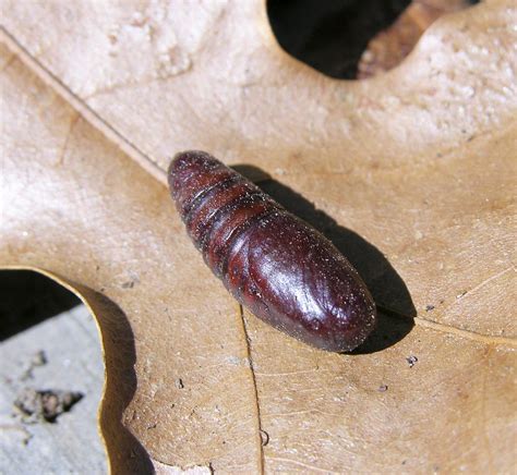 bug of the day | Moth cocoon, found under the leaves when I … | Flickr