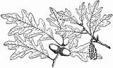 White Oak Tree Leaves Coloring Page sketch template