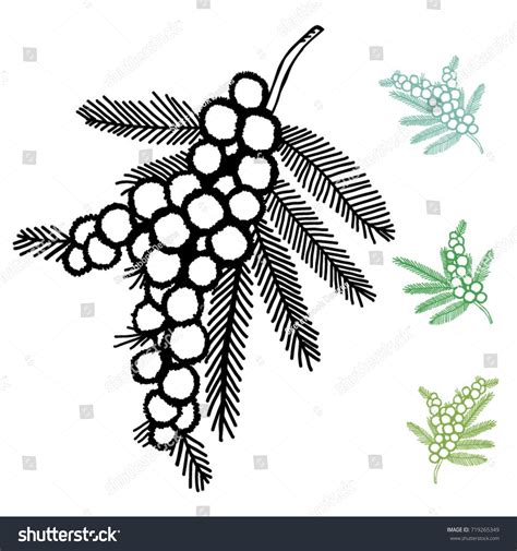 Australian Wattle Flower Set Stock Vector (Royalty Free) 719265349 ...