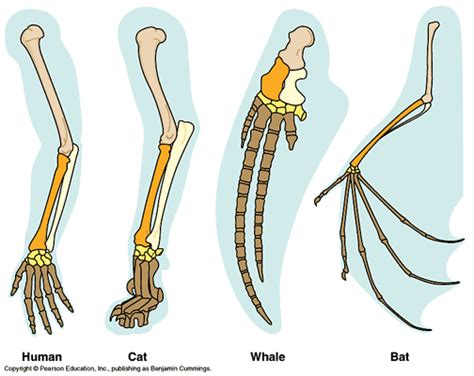 Space, Time, and Dimension: The Beginning of the Life: Homologous and ...