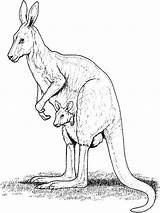 Eastern Grey Kangaroo With Baby Coloring Page sketch template