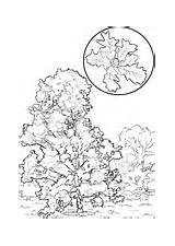 Southern Live Oak Coloring Page  Free Printable Coloring Pages sketch template