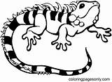 Lizard Coloring Pages Printable For Free Download sketch template