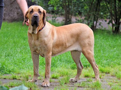 Фила бразилейро щенки.Fila brasileiro puppies. | Щенки, Породы собак ...