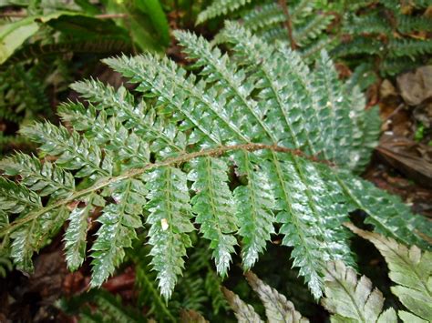 Het paradijsje van Jane: Plant #10: De varen (Pteropsida/Monilophyta)