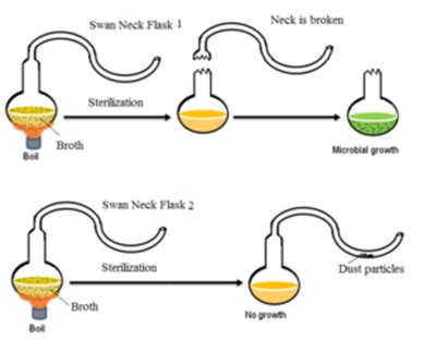 General Biology Archives - The Fact Factor