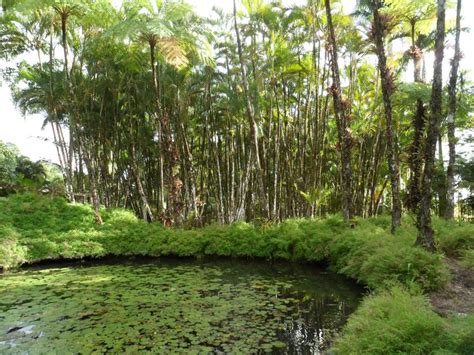 Jardin de Balata | Martinique