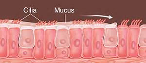 Understanding Your Sinuses | Saint Luke's Health System