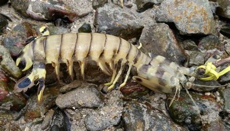 Panduan Lengkap Cara Budidaya Udang Ronggeng Bagi Pemula