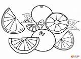Citrus Fruits Coloring Pages Printable For Free Download sketch template