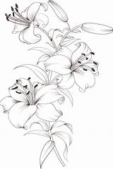 15  Lily Coloring Pages Color Info sketch template