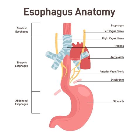 Esophagus – Localization & Treatment Procedures in Radiation Therapy