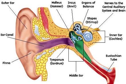 How the Ear Works - NY Otolaryngology Group