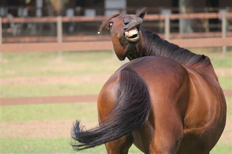 Pin by Paige Holmes on Heh Heh Heh | Funny horse pictures, Funny horses, Funny pictures