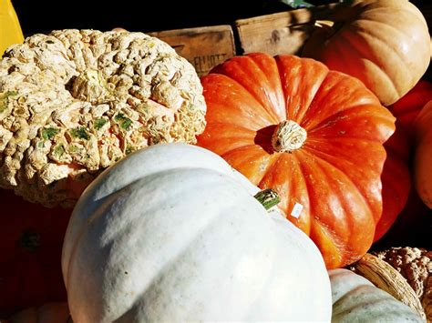 Cooking Pumpkins - Dan the Produce Man