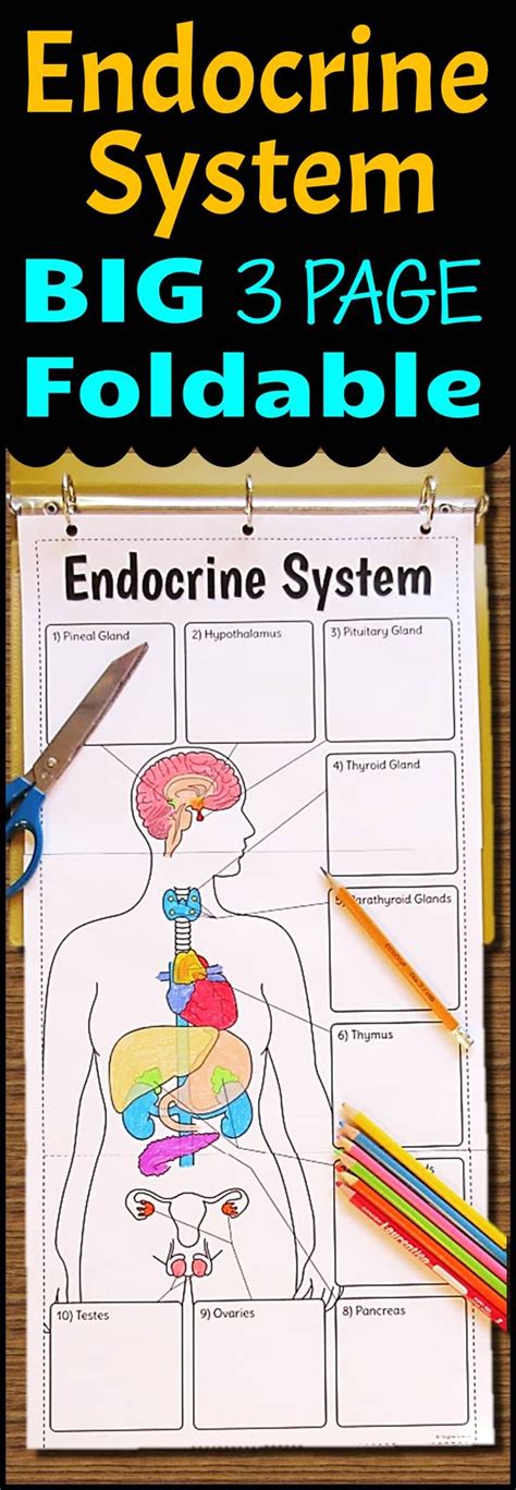 Endocrine System Foldable - Big Foldable for Interactive Notebooks or Binders | Endocrine system ...