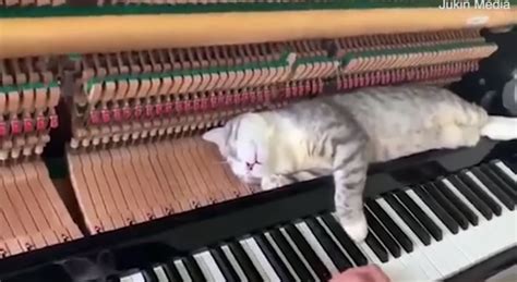 Nothing can wake this cat not even a piano playing in its ears — too funny! | The Meow Post ...