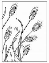 Wheat Coloring Page Untitled Document Everythingpreschoolcom  sketch template