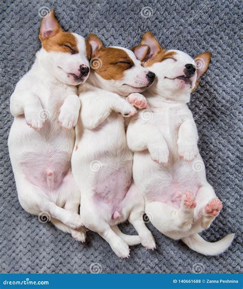 Cute Puppies Sleeping with Their Paws Up on a Gray Background. Stock ...