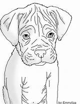 Coloring Pages Printable Boxer Puppies  AnayaaxCooper sketch template