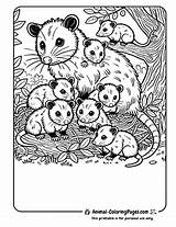 16 Opossum Coloring Pages  Free PDF Download sketch template